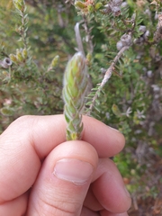 Leptospermum lanigerum