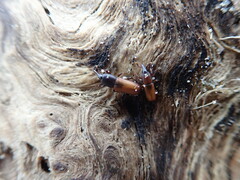 Mesites pallidipennis