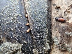 Mesites pallidipennis