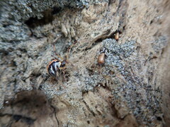 Mesites pallidipennis