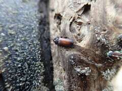 Mesites pallidipennis