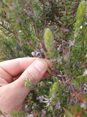Leptospermum lanigerum