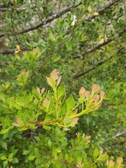 Phyllocladus aspleniifolius