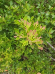 Phyllocladus aspleniifolius