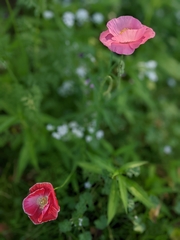 Papaver rhoeas