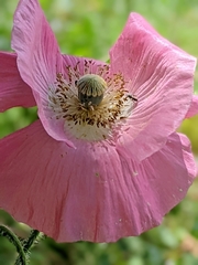 Papaver rhoeas