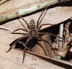 Heteropoda