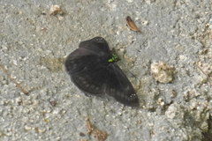 Gorgopas chlorocephala