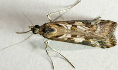 Nomophila corticalis