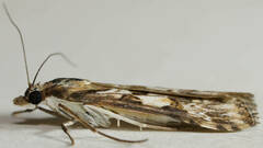 Nomophila corticalis
