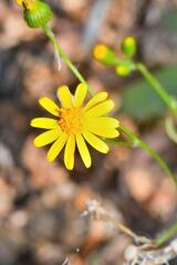 Senecio prionopterus