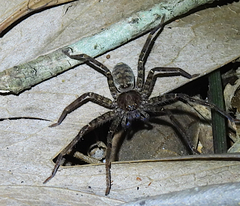 Heteropoda