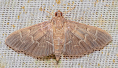 Pilocrocis ramentalis