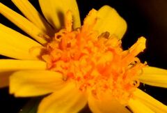 Senecio prionopterus