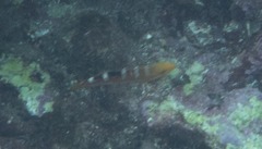 Halichoeres radiatus