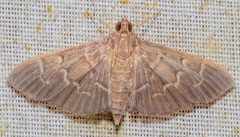 Pilocrocis ramentalis
