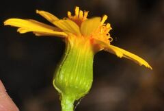 Senecio prionopterus