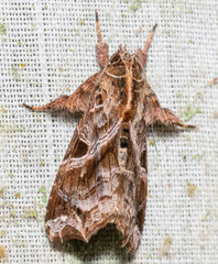 Callopistria floridensis