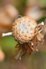 Senecio prionopterus