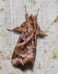Callopistria floridensis