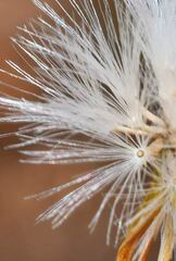 Senecio prionopterus