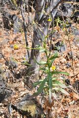 Senecio prionopterus