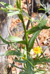 Senecio prionopterus