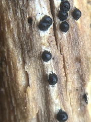 Rosellinia