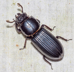 Passalus