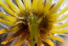 Senecio prionopterus