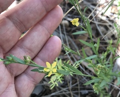 Linum neomexicanum