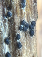Rosellinia