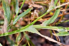 Senecio prionopterus