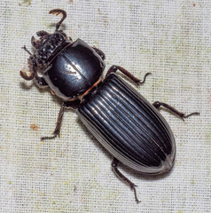 Passalus