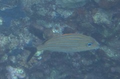 Haemulon carbonarium