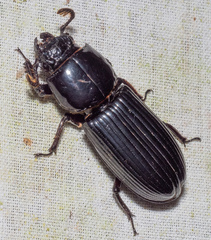 Passalus