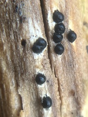 Rosellinia