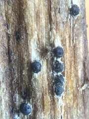 Rosellinia