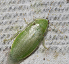 Panchlora nivea