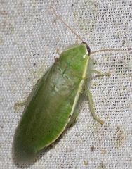 Panchlora nivea