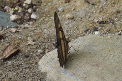 Metamorpha elissa