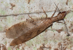 Corydalus flavicornis