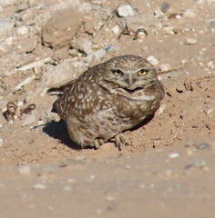 Athene cunicularia hypugaea