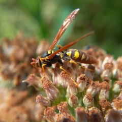 Polistes weyrauchorum