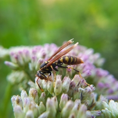 Polistes weyrauchorum