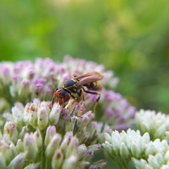 Polistes weyrauchorum