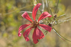 Mutisia subulata subulata