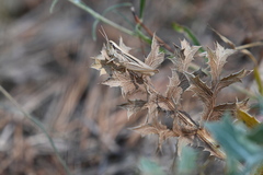 Euchorthippus elegantulus