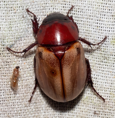 Cyclocephala melanocephala
