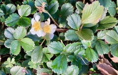 Fragaria chiloensis